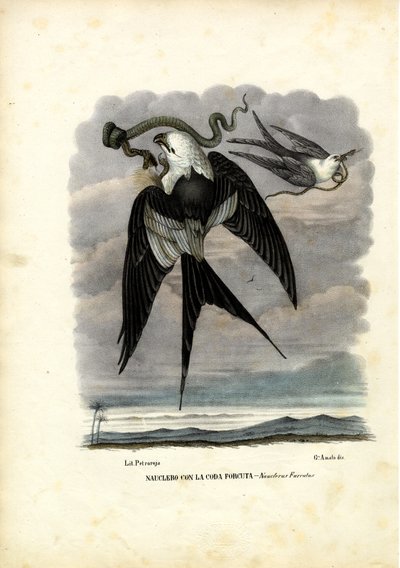 Nibbio coda forcuta, 1863-79 da Raimundo Petraroja